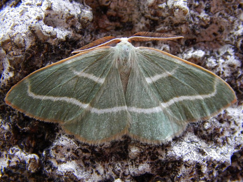 Hylaea fasciaria